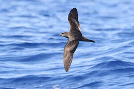 Bulwer's Petrel