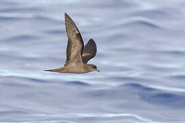 Bulwer's Petrel