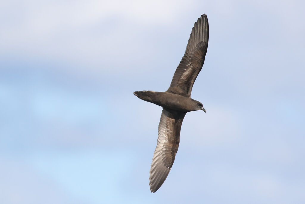 Bulwer's Petrel