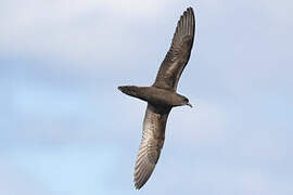 Bulwer's Petrel