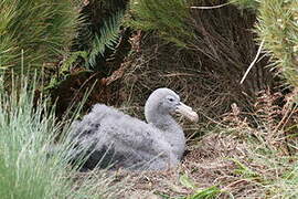 Northern Giant Petrel