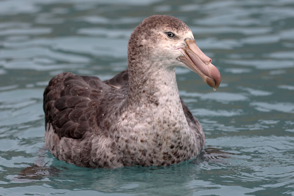 Northern Giant Petrel