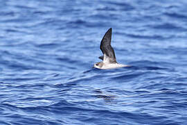 Zino's Petrel