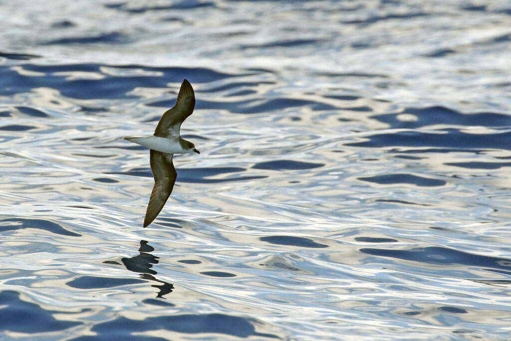 Zino's Petrel