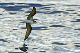 Zino's Petrel