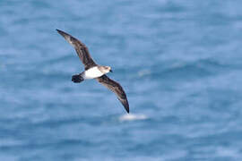 Atlantic Petrel