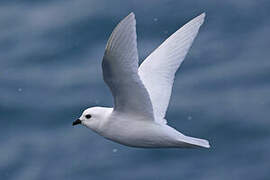 Snow Petrel