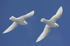 Snow Petrel