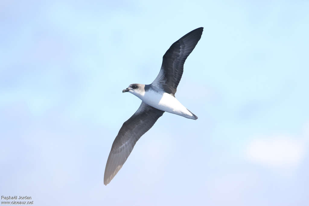 Desertas Petrel, pigmentation, Flight