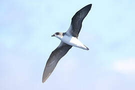 Desertas Petrel