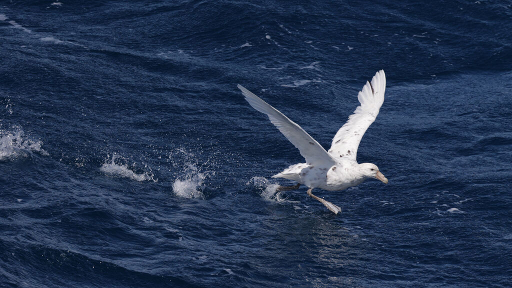 Southern Giant Petreladult