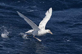 Southern Giant Petrel