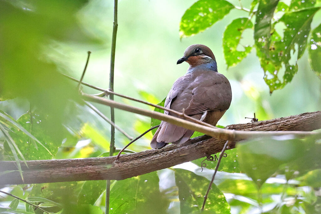 White-eared Brown Doveadult