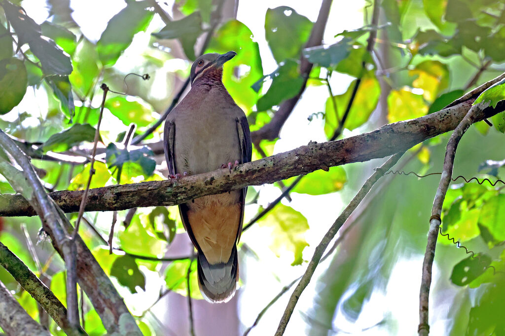 Phapitréron améthysteadulte