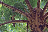 Phasianelle à tête rousse