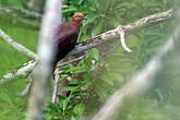 Phasianelle à tête rousse
