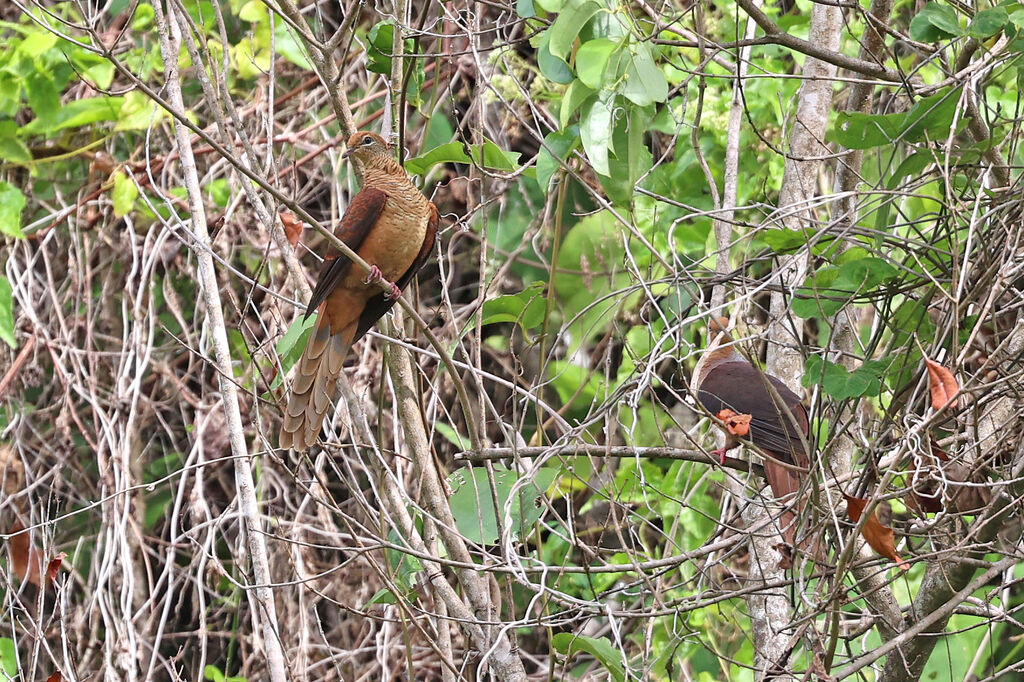 Amboyna Cuckoo-Dove