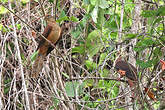Phasianelle d'Amboine