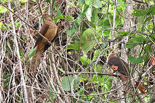 Phasianelle d'Amboine
