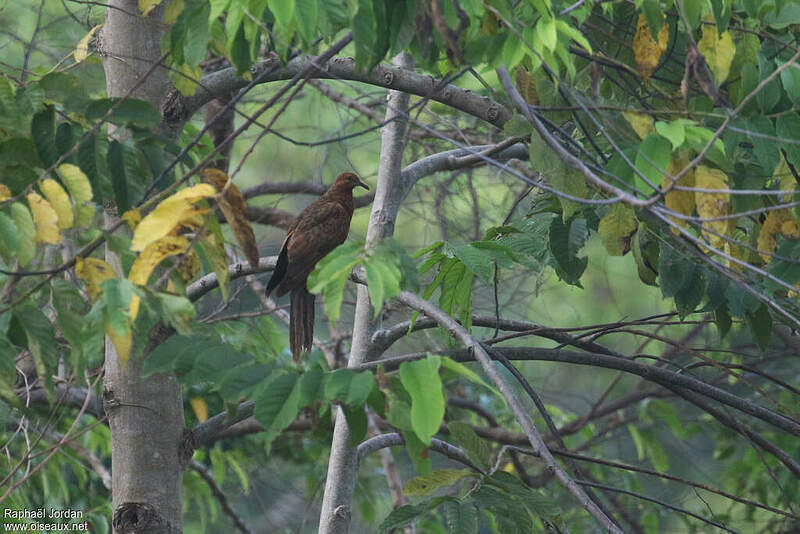 Phasianelle d'Enggano adulte rajo297775