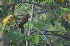 Enggano Cuckoo-Dove