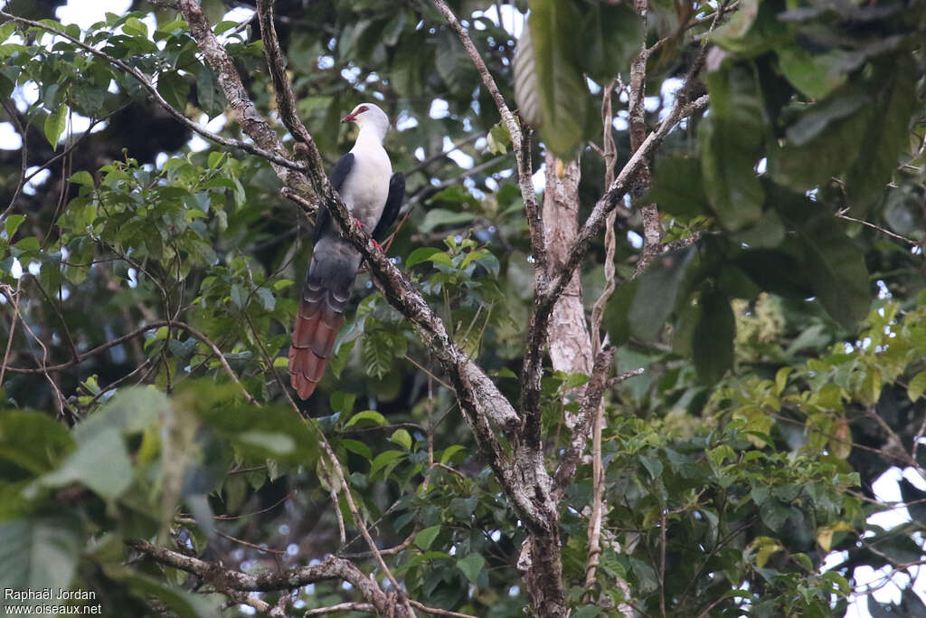 Great Cuckoo-Doveadult