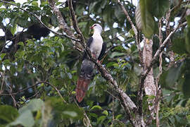 Great Cuckoo-Dove