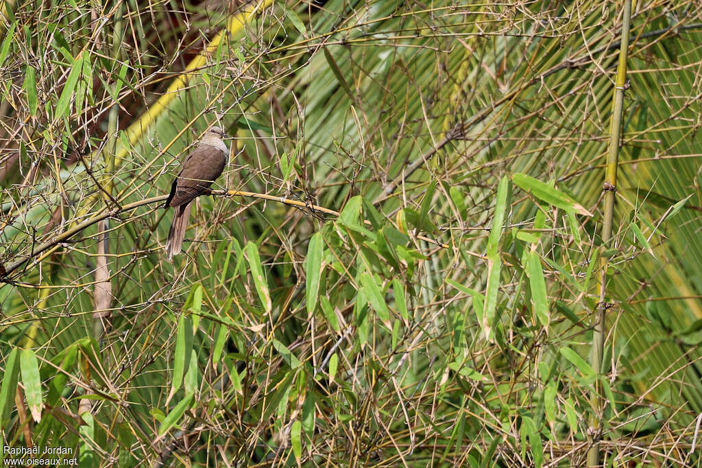 Phasianelle de Wallaceadulte