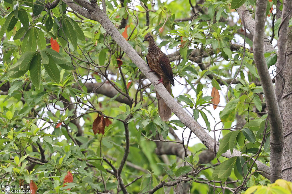 Tanimbar Cuckoo-Doveadult