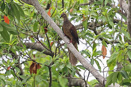Tanimbar Cuckoo-Dove
