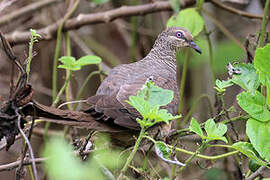 Tanimbar Cuckoo-Dove