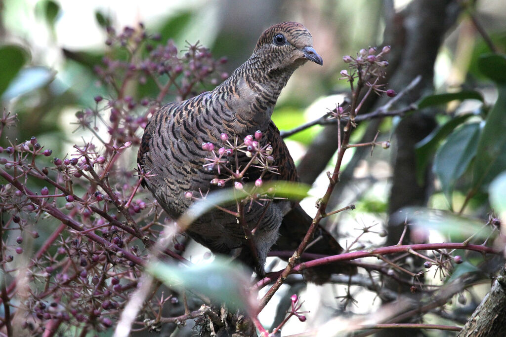 Barred Cuckoo-Doveadult