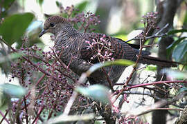 Barred Cuckoo-Dove