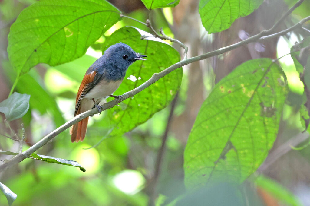 Rufous-winged Philentoma male adult