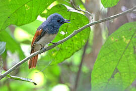 Rufous-winged Philentoma