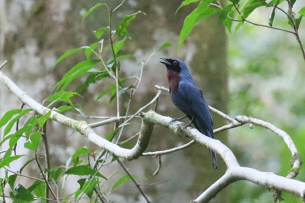 Maroon-breasted Philentoma male adult, song