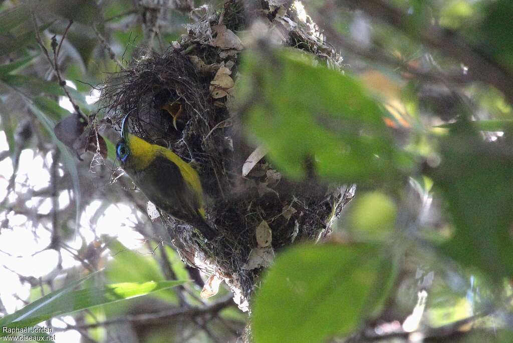 Yellow-bellied Sunbird-Asity male adult, identification, Reproduction-nesting