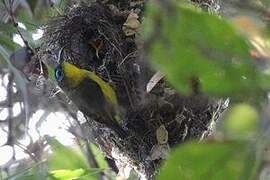 Yellow-bellied Sunbird-Asity