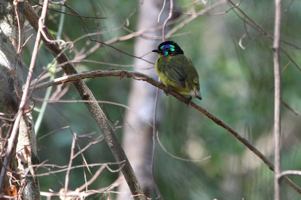 Schlegel's Asity male adult