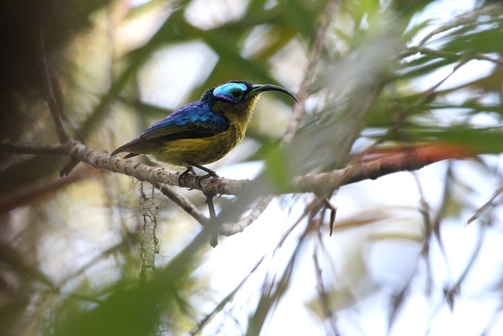 Common Sunbird-Asity male adult