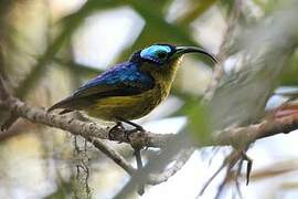 Common Sunbird-Asity