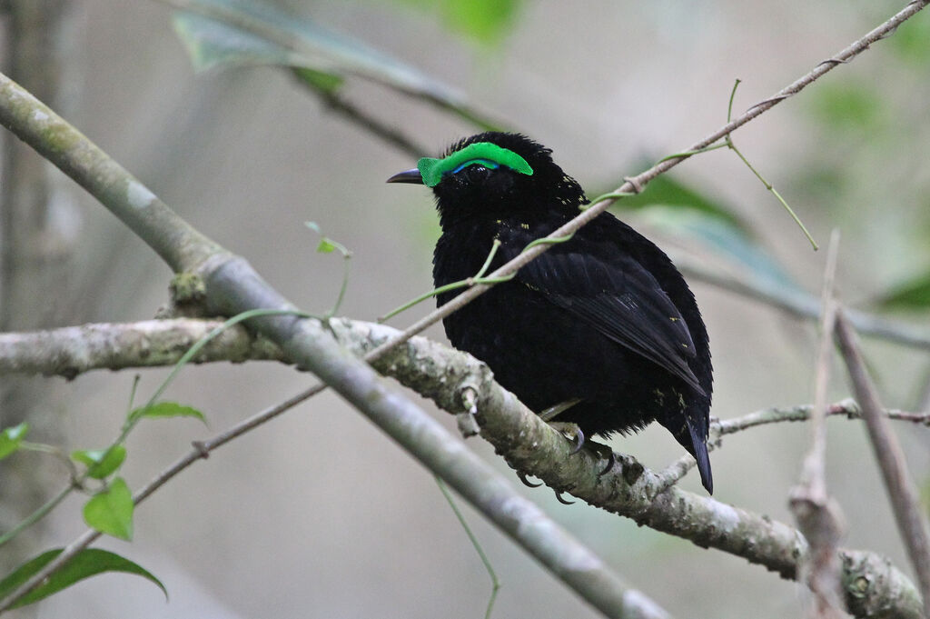 Velvet Asity male adult