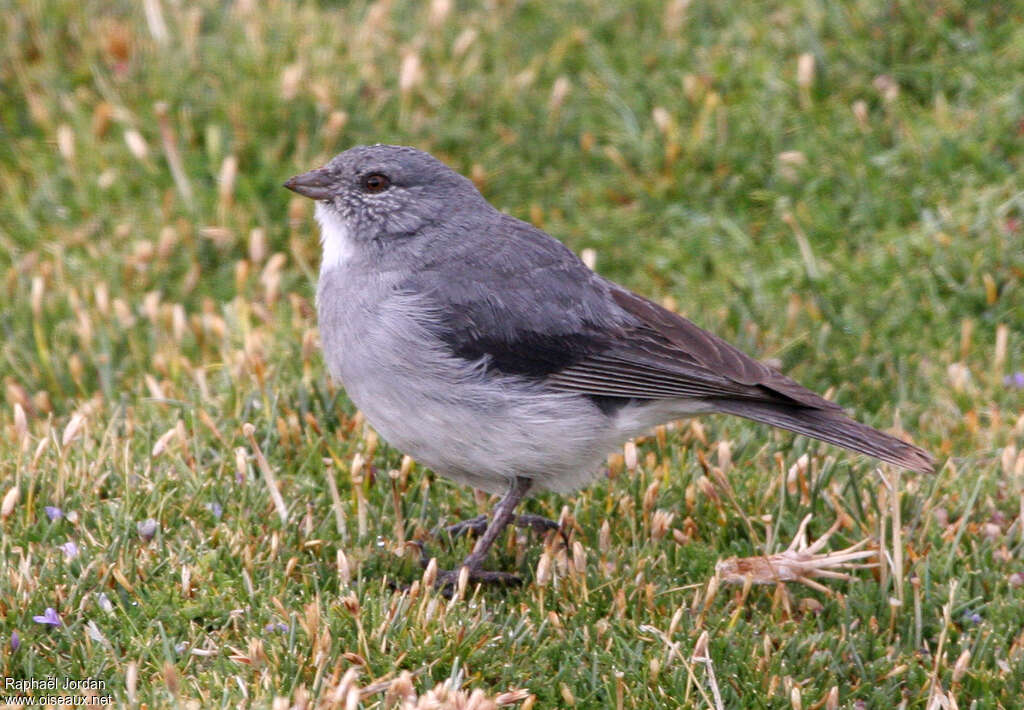 White-throated Sierra Finchadult, identification