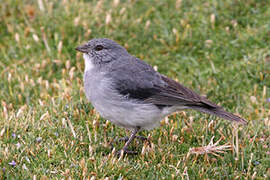 White-throated Sierra Finch