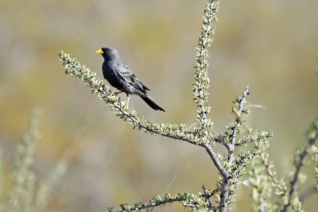 Carbonated Sierra Finch male adult