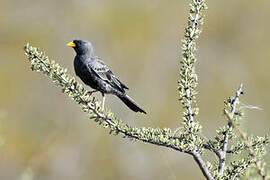 Carbonated Sierra Finch