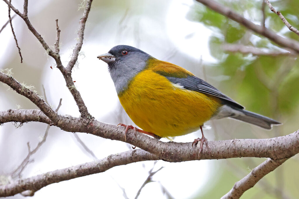 Patagonian Sierra Finch male adult