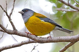 Patagonian Sierra Finch