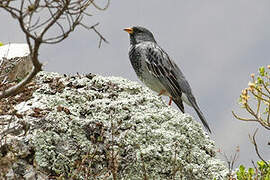 Mourning Sierra Finch