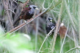 Capuchin Babbler